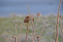 blomst