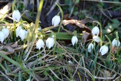 blomst2